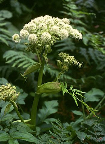 Angelica sylvestris.jpg