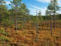 Terrain-pine mire.jpg