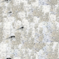 BirchBark.png